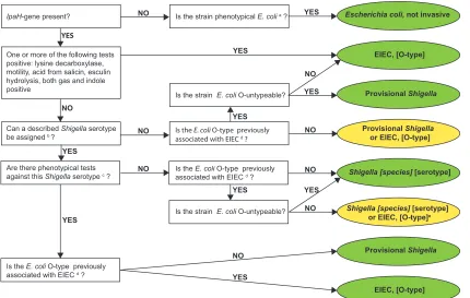 FIG 1 Culture-dependent algorithm. Green, deﬁnitive identiﬁcation; yellow, inconclusive identiﬁcation; a, Strockbine et al