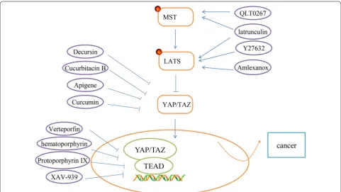 Fig. 6 Hippo pathway-targeted inhibitors. Current Hippo pathway-targeted drugs have been discussed in the review, as shown in the figure