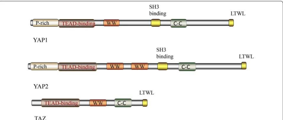Fig. 1 Hippo pathway Phosphorylated MOB recruits LATS (together with SAV and MST1/2). LATS is then phosphorylated by hippo to generate activated LATS, which can then phosphorylate YAP/TAZ and promote their cytoplasmic localization by creating a binding sit