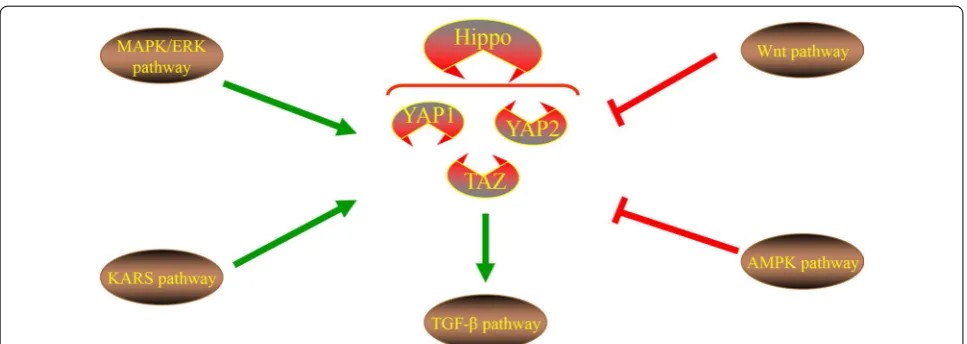 Fig. 3 Different pathways regulation of hippo pathway. Wnt pathway and AMPK pathway inhibit YAP protein