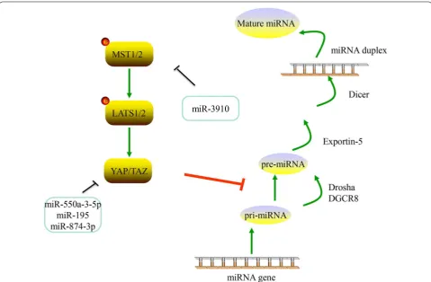 Fig. 4 miRNAs and Hippo pathway. YAP/TAZ could inhibit the processing of pri-miRNA to pre-miRNA