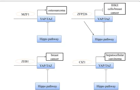 Fig. 5 The relationship between zinc finger proteins and hippo pathway in cancers. MZF1 promote osteosarcomas through stimulation of YAP1 expression