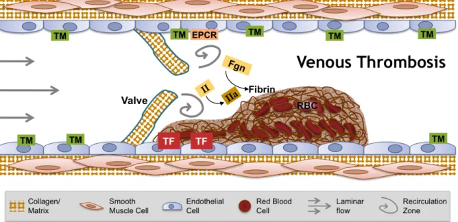 Figure 1.3. Venous thrombosis. Interplay among abnormalities in blood components, the  vasculature, and blood flow contribute to the development of venous thrombosis