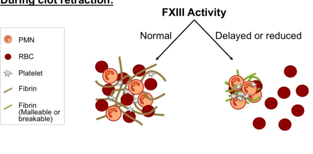 Figure 1.4. Model of FXIII-dependent RBC retention during clot retraction.  Studies  described in Chapter 4 examine how delayed or deficient FXIII activity results in reduced  RBC retention in mouse and human clots