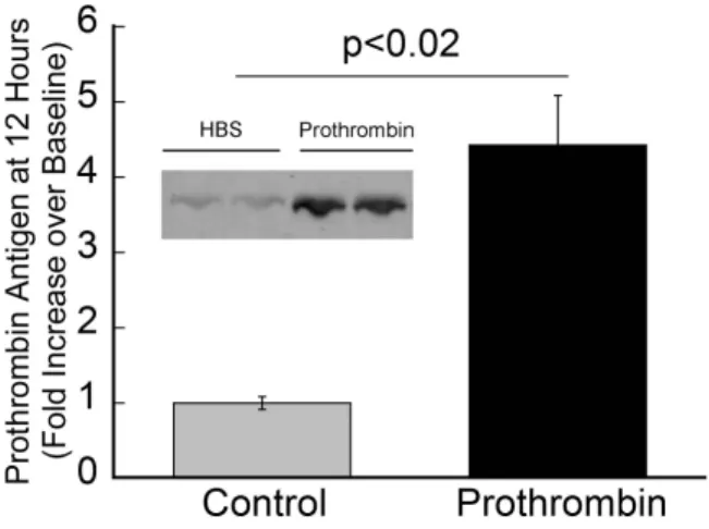 Figure 2.2. Human prothrombin circulates in mice 12 hours post-infusion.  Twelve  hours after infusion, blood was drawn from the IVC into 3.2% sodium citrate and processed  to PPP