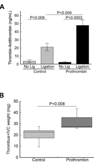 Figure 2.5.  Elevated prothrombin produces larger venous thrombi by increasing  thrombin generation following IVC ligation