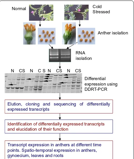 Figure 1 Flow-chart showing the procedure to generate geneexpression profiles. DDRT-PCR was used to study differentialtranscript expression in cold-stressed chickpea anthers
