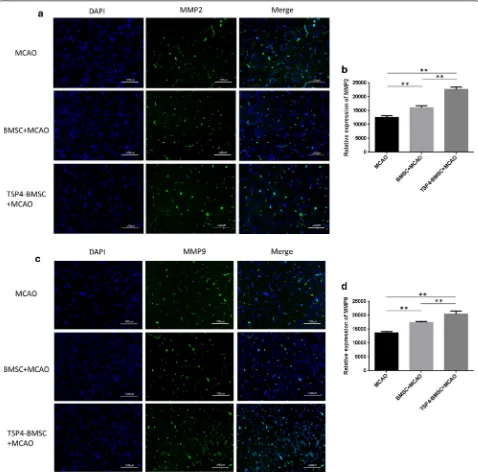Fig. 5 TSP4-BMSCs enhanced angiogenesis by promoting MMP2 and MMP9 expression in the ischemic brain penumbra of rats