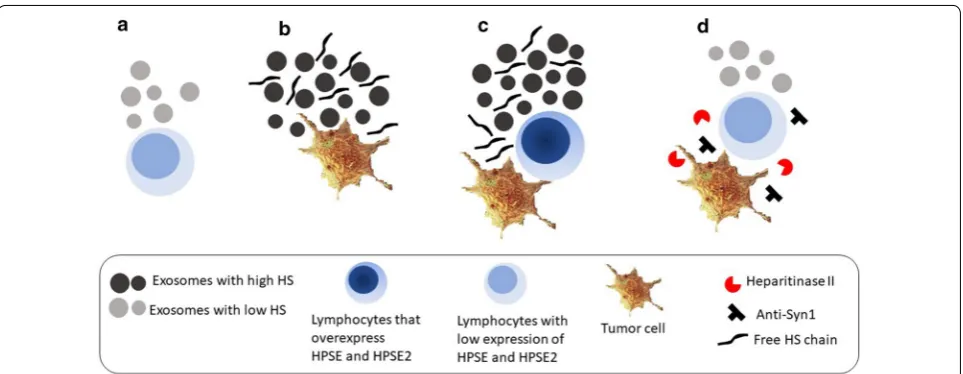 Fig. 7 Induction of heparanase (HPSE) and heparanase-2 (HPSE2) expression in circulating lymphocytes by tumor cells