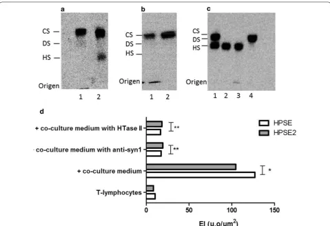 Fig. 3 Effect of exogenous heparan sulfate on the expression of both heparanases. The values represent the median and range of the protein expression performed in triplicate assays using lymphocytes obtained from three different healthy donors or three pat