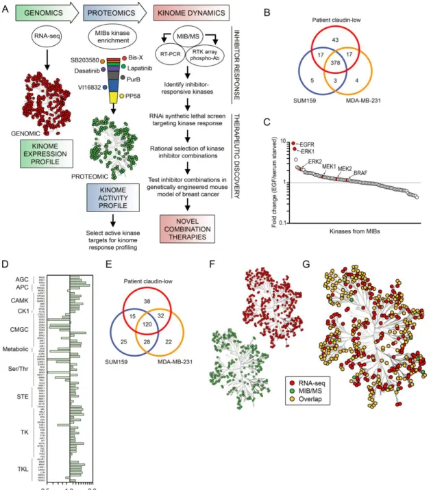Figure 3.2 Strategy and characterization of MIBs.  A) Experimental strategy.  B) Venn  diagram shows number of expressed kinases defined by RNA-seq across TNBC 