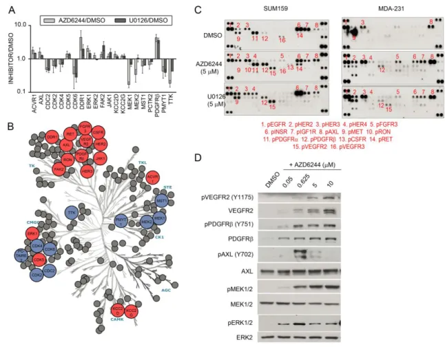 Figure 3.5 Defining a signature of kinome response to MEKi in claudin-low TNBC.  