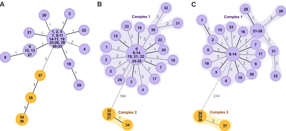 FIG 2 Minimum spanning trees (MST) generated for 37 epidemiologically related isolates