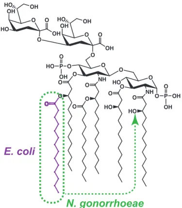 Figure	  1.2	  Structure	  of	  Kdo 2 -­‐lipid	  A.	  Compared	  to	  the	  structure	  of	  E.	  coli	  Kdo 2 -­‐lipid	  A,	  the	   structure	  of	  gonococcal	  Kdo 2 -­‐lipid	  A	  differs	  in	  the	  location	  of	  one	  a