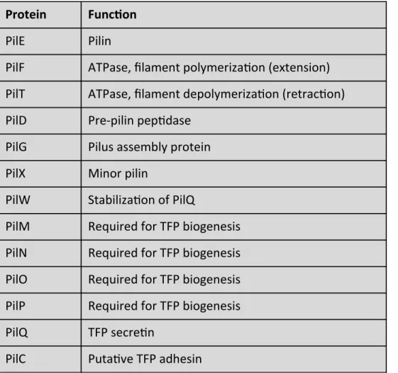 Table	  1.1	  Proteins	  involved	  in	  type	  four	  pilus	  biogenesis	   	   	   	   	   	   	  Protein( Func,on(PilE%Pilin%PilF% ATPase,%ﬁlament%polymeriza6on%(extension)%PilT% ATPase,%ﬁlament%depolymeriza6on%(retrac6on)%PilD%Pre=pilin%