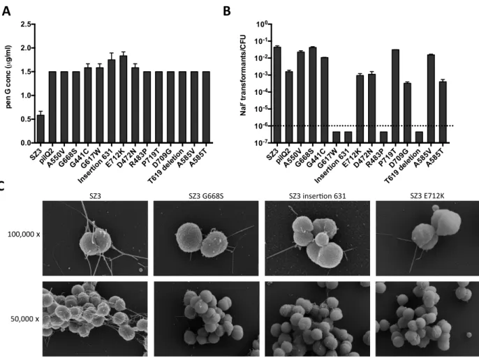 Figure	  2.2	  Phenotypes	  of	  spontaneously	  arising	  pilQ	  mutants.	  (A)	  The	  MIC	  of	  penicillin	  G	   was	  determined	  for	  the	  13	  strains	  carrying	  a	  distinct	  spontaneous	  mutation	  in	  pilQ	  as