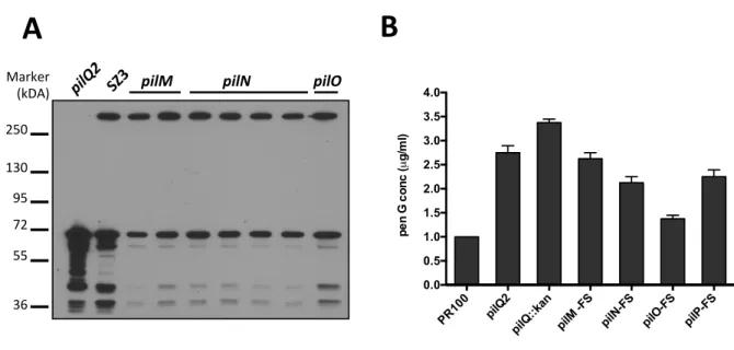 Figure	  2.3	  Effects	  of	  frame-­‐shift	  mutations.	  (A)	  After	  identifying	  spontaneously	  arising	   pilM	  and	  pilN	  frame-­‐shift	  mutations	  in	  our	  screen,	  frame-­‐shift	  mutations	  in	  pilM,	  pilN,	  