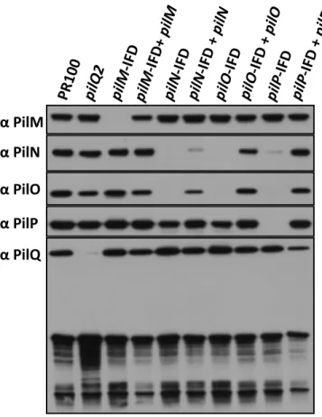 Figure	  2.5	  Effect	  of	  pilM,	  pilN,	  pilO	  and	  pilP	  deletions	  on	  the	  stability	  of	  the	  proteins	  