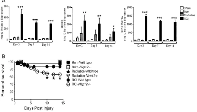 Figure 2.1. NLRP12 expression is increased after combined injury, and acts to limits mortality and  weight loss