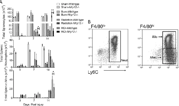Figure 2.2. NLRP12 regulates peripheral immune repopulation after combined injury. Wildtype  C57BL/6 or Nlrp12-/- mice were subjected to sham or combined radiation and burn injury (RCI)