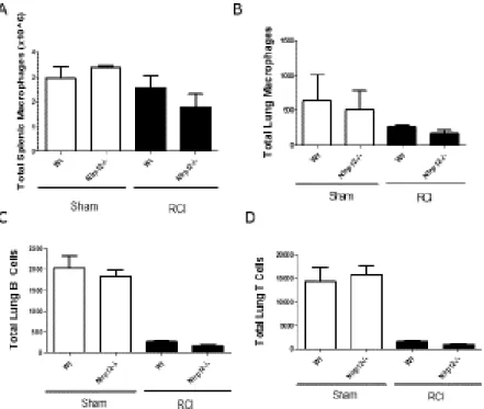 Figure 2.4. NLRP12 deficiency does not result in macrophage, B or T cell changes after  injury