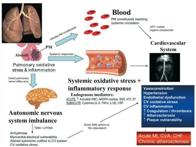 Figure 1.1  Broad biological pathways whereby PM may cause CV events. (Brook, 2008)   These theories are not necessary mutually exclusive and can act in conjunction with  one another and multiple studies have been conducted that support each of these hypot