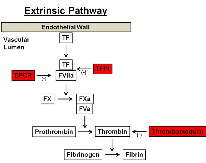 Figure  1.3    Schematic  diagram  illustrating  the  extrinsic  pathway  of  the  coagulation  cascade