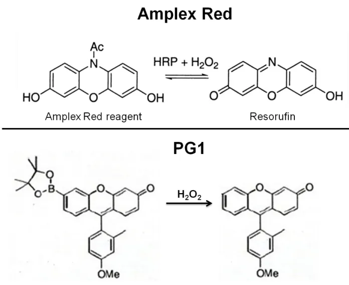 Figure  1.5    Schematic  diagram  illustrating  activation  of  the  Amplex  Red  reagent  and  PG1 by H 2 O 2 