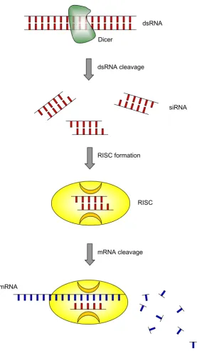 Figure 1Mechanism of RNA interference (RNAi)cleaves it into short pieces of ~ 20 nucleotide pairs in length known as small interfering RNA (siRNA)