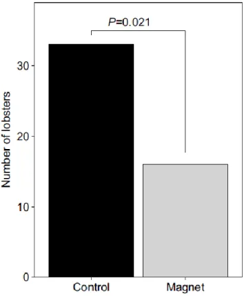 Figure 2.3: Total numbers of lobsters that occupied each den type. Significantly more  lobsters took refuge in control dens (n=33) than in dens below a magnet (n=16) (P=0.021,  exact binomial test)