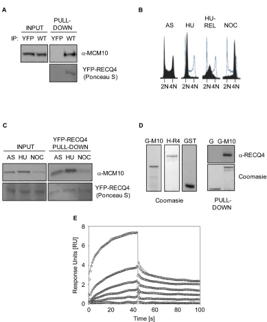 Figure 1: RECQ4 interacts directly with MCM10. A. Immunoblot analysis for MCM10 in anti-YFP immunoprecipitates from U20S cells expressing either YFP alone or YFP-RECQ4 (WT)
