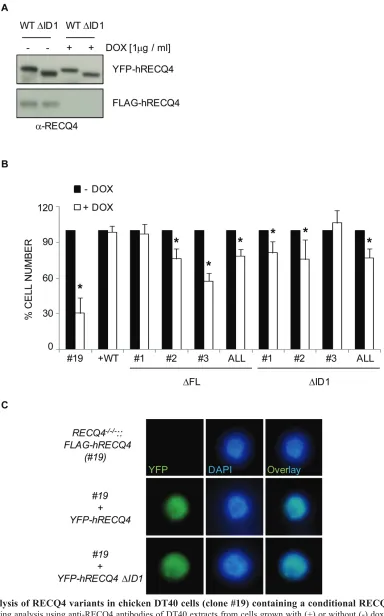 Figure 4: Analysis of RECQ4 variants in chicken DT40 cells (clone #19) containing a conditional RECQ4 mutation
