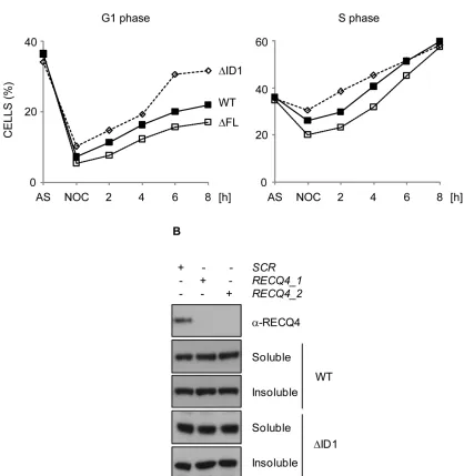Figure 5: RECQ4-MCM10 interaction is required for normal cell cycle progression but not for RECQ4 chromatin localization
