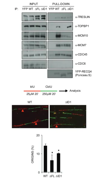 Figure 6: Analysis of protein complexes associated with the truncated RECQ4 variants and their ability to support normal DNA replication in DT40 cells