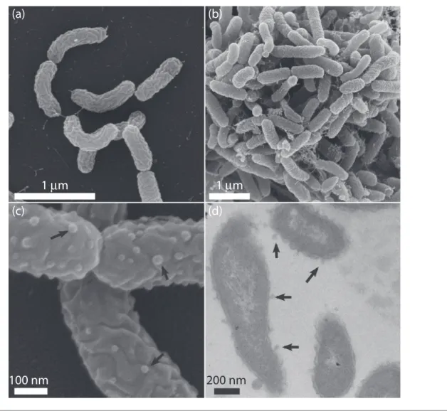 Fig. 1. Scanning electron micrographs (a, b, c) and transmission electron micrograph (d) of strain Ca6 T grown on pyruvate (a, c) or pyrene (b, d)