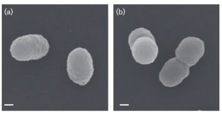Fig. 1. Scanning electron micrographs of strain TR3.2 T grown on pyruvate either as (a) single or (b) double cells