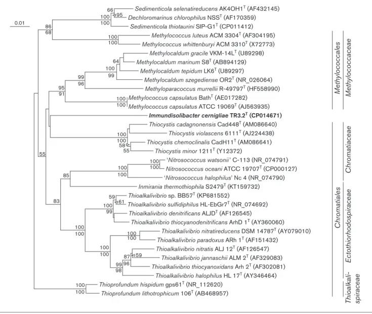 Fig. 2. 16S rRNA gene neighbour-joining phylogenetic tree of strain TR3.2 T with 16S rRNA gene sequences of the most similar culti- culti-vated and described strains