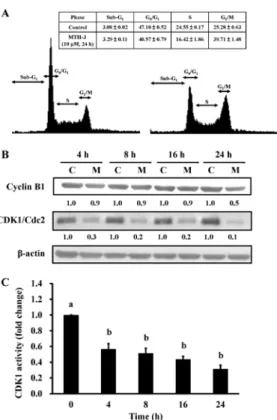 Figure 3. MTH-3 induces G 2 /M phase arrest of MDA-MB-231 cells. (A) Cells  were exposed to 10 µM MTH-3 for 24 h