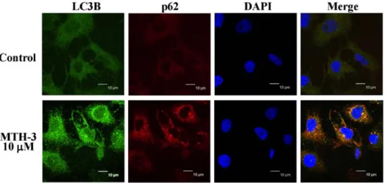 Figure 6. MTH-3 induces LC3B and p62 expression of MDA-MB-231 cells. Cells were treated with 10 µM MTH-3 for 24 h
