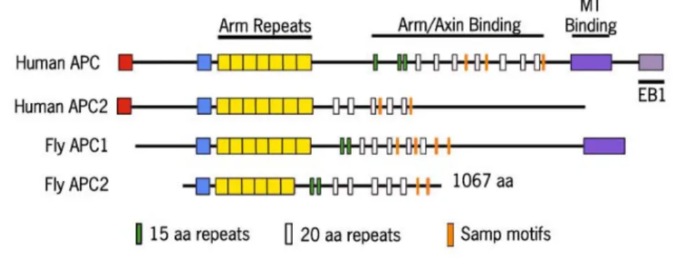 Figure 1. APC comparison 
