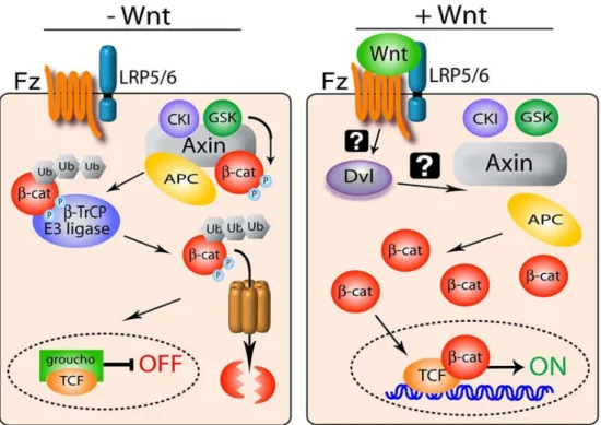 Figure 2 The Wnt Pathway 