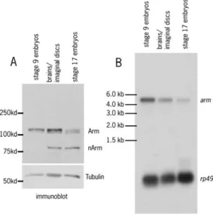 Figure 7 Armadillo levels at  different stages of development   A. Immunoblot comparing the amount  of Armadillo protein levels
