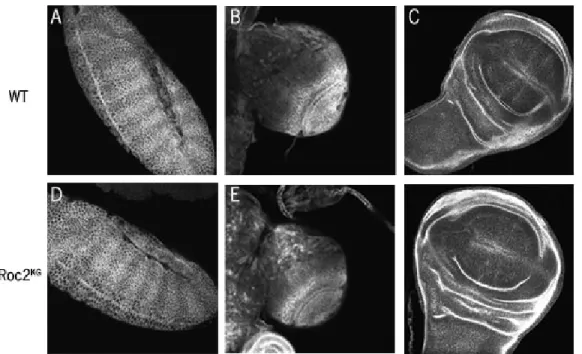 Figure 9 Armadillo levels in Roc2 mutants 