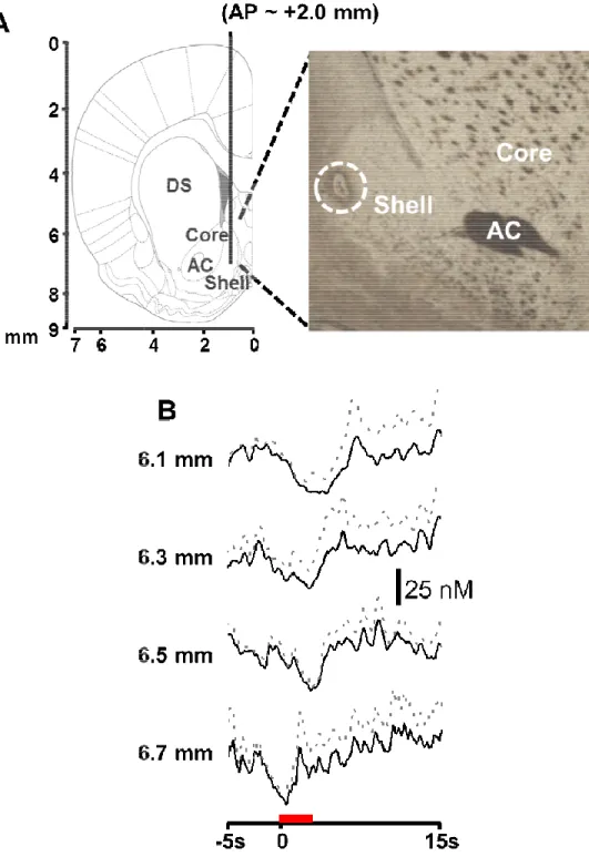 Figure 3.1. Anatomical mapping of tail pinch induced and electrically evoked dopamine responses in  the NAc shell