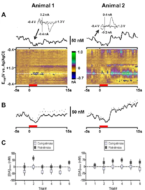 Figure  3.2.    Dopamine  signaling  in  the  NAc  shell  in  response  to  tail  pinch