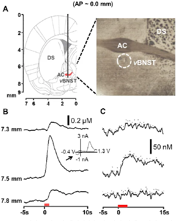 Figure  3.4.    Anatomical  mapping  of  tail  pinch  induced  and  electrically  evoked  norepinephrine  responses in the vBNST