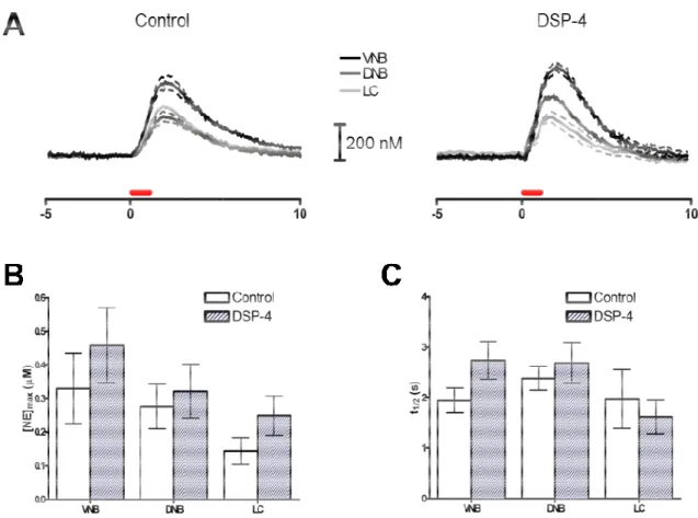 Figure 2.3. Effects of DSP-4 on electrically