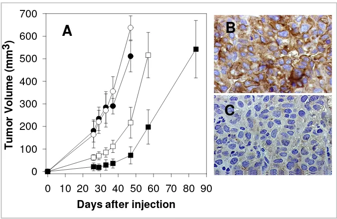 Figure 6Human tumor growth inhibition in SCID mice treated with CTLsHuman tumor growth inhibition in SCID mice treated with CTLs