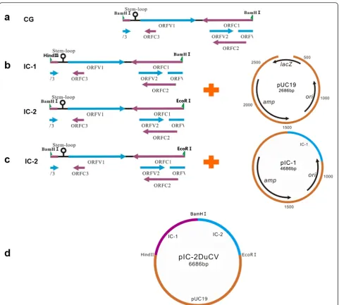 Fig. 1 Construction strategy of pIC-2DuCV.were ligated into the pUC19 vector to yield pIC-1 and pIC-2, respectively.DuCV DNA clone, which was denoted pIC-2DuCV