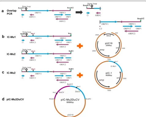 Fig. 2 Construction strategy of pIC-Mu2DuCV. a Two full-length genomes of DuCV strain GH01, denoted IC-Mu1 and IC-Mu2, were amplified byoverlapping PCR